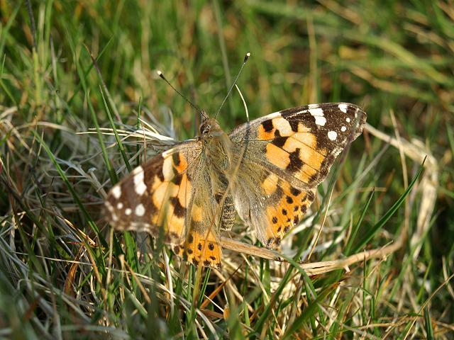 Vanessa cardui Painted Lady Butterfly